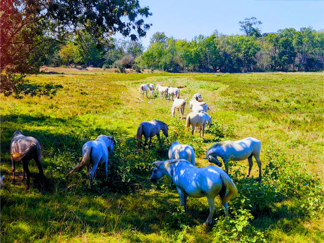 🚲 Passeig guiat amb bici als Aigumolls de l'Empordà 🌳🐦 cover image